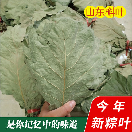 槲叶新鲜粽叶干粽叶包粽子高山野生槲叶菠萝叶玻璃叶柞树叶现采