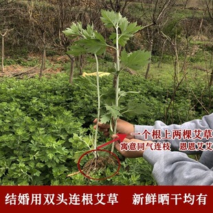 订婚结婚专用双头艾草新鲜整棵结婚带根的艾草一根双生艾草一对