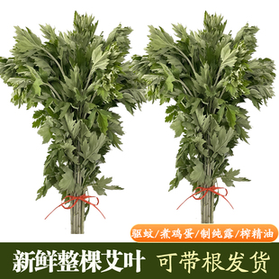 新鲜整棵艾叶带根艾草端午节挂门艾蒿草野生整把全株整株驱蚊驱虫