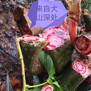 雞血藤廣西老藤買一送一到手200克女性那幾天泡茶喝煮水泡腳均可