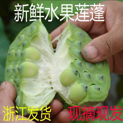 新鲜莲蓬1-3斤现摘新鲜莲子当季水果莲蓬孕妇即食生吃嫩甜莲子米