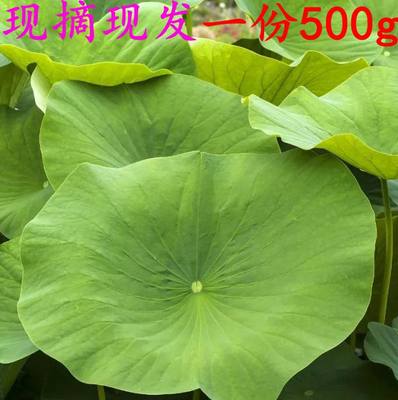 新鲜荷叶整张现摘500g煮粥荷叶茶天然野生藕叶莲叶饭糯米鸡材料