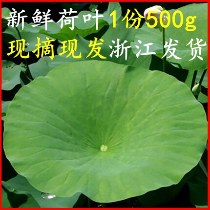 新鲜荷叶500g莲叶现摘整张荷叶饭荷叶鸡荷叶茶夏季清茶荷香粽子叶