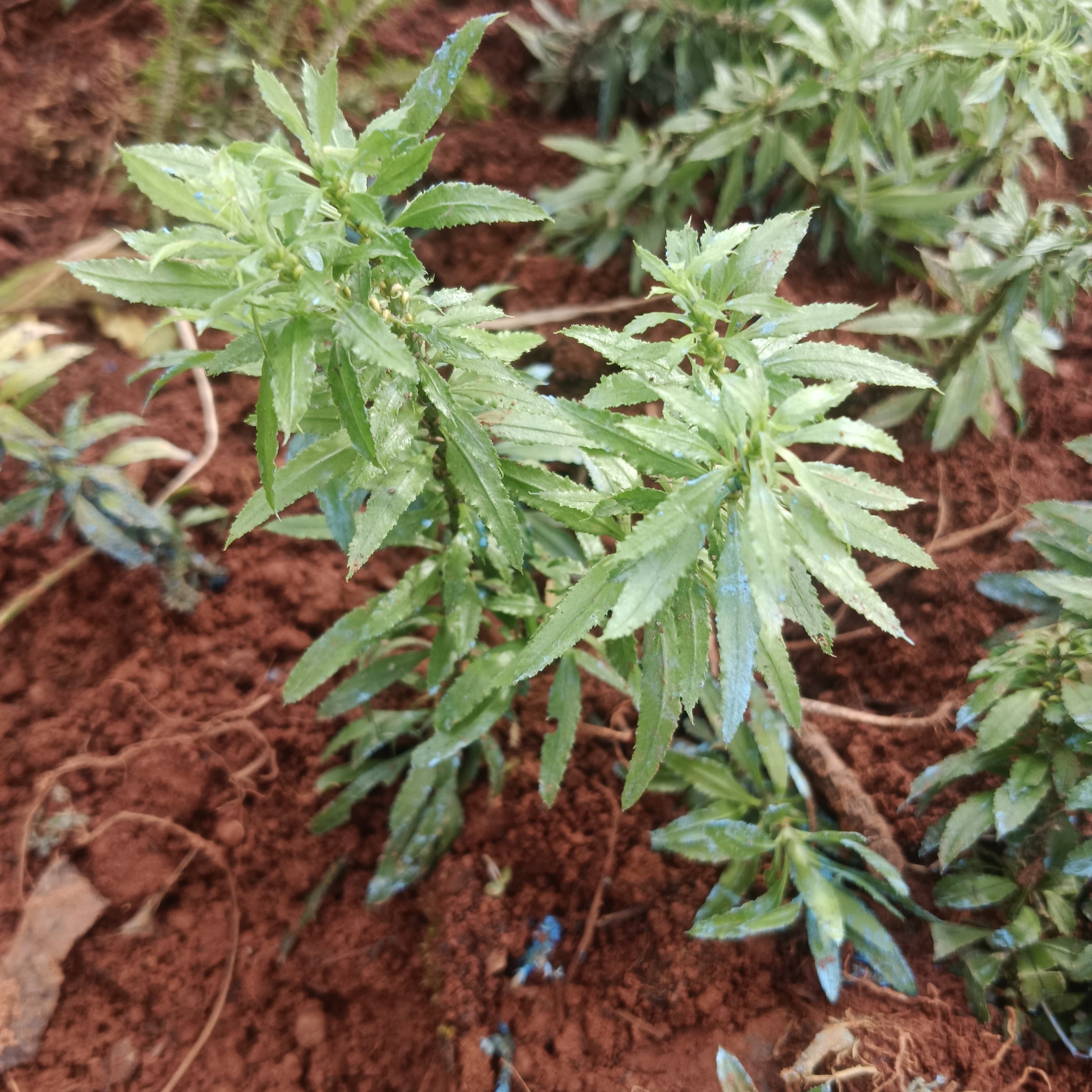 小叶千层塔苗 蛇足草苗  虱子草苗  可盆栽可入药 四季常绿