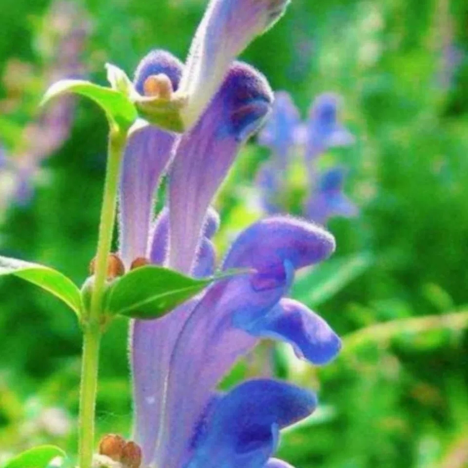 云南药材苗   黄芩种子种苗   紫花黄芩   黄花黄芩苗