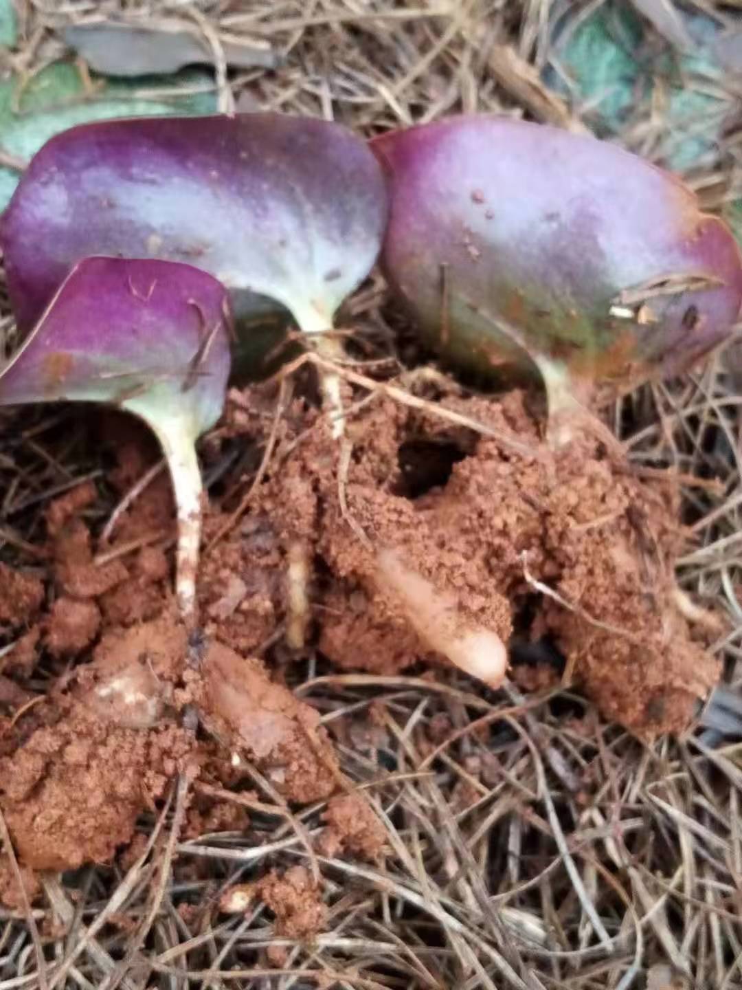 药材苗 花叶双肾参苗 唐老鸭苗