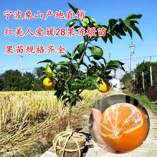 象山红美人爱媛28号柑橘树苗盆栽果冻橙结果苗优质红美人嫁接苗