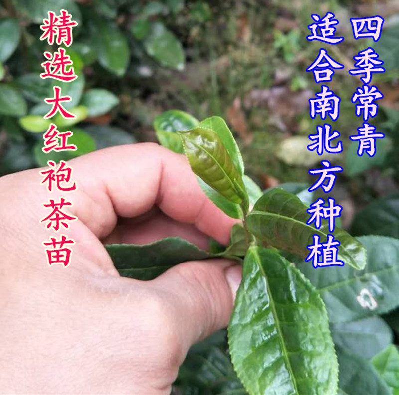 武夷肉桂南方玉桂武夷岩茶大红袍茶树苗盆栽红茶苗功夫茶叶树苗