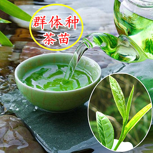 古茶树群体种茶叶树苗 浙江西湖龙井茶苗 盆栽鸠坑茶树苗18元包邮