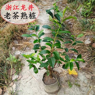 带原土原盆浙江龙井茶树老桩美植袋群体种茶叶树老桩龙井43老茶树