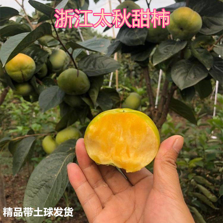 自然脱涩太秋甜柿子果树苗带果盆栽太秋脆柿树苗精品太秋嫁接苗