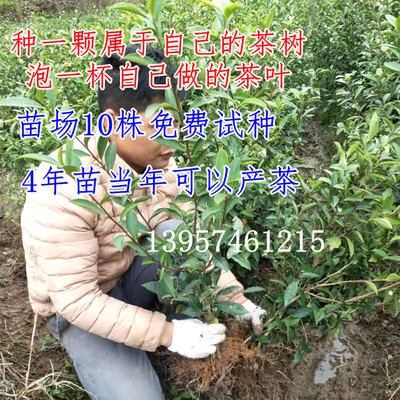 适合南北方种植龙井绿茶叶树苗铁观音普洱茶碧螺春茶树产茶大苗