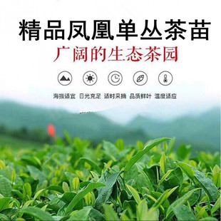 凤凰单枞茶叶树苗青茶苗绿茶树苗乌龙茶树凤凰水仙群体种老仙翁宋
