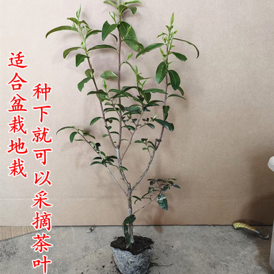 阳台种植茶苗大红袍茶叶树苗