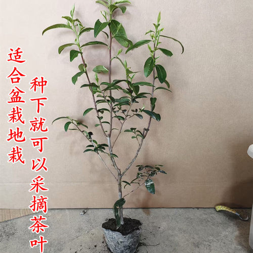 阳台种植茶苗大红袍茶叶树苗