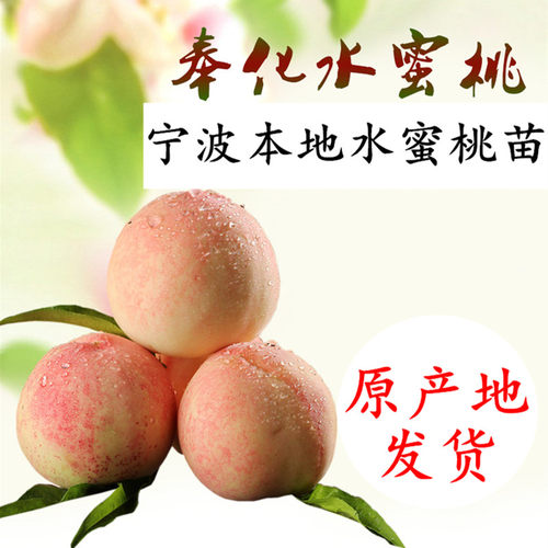 玉露水蜜桃苗奉化多年生桃树结果