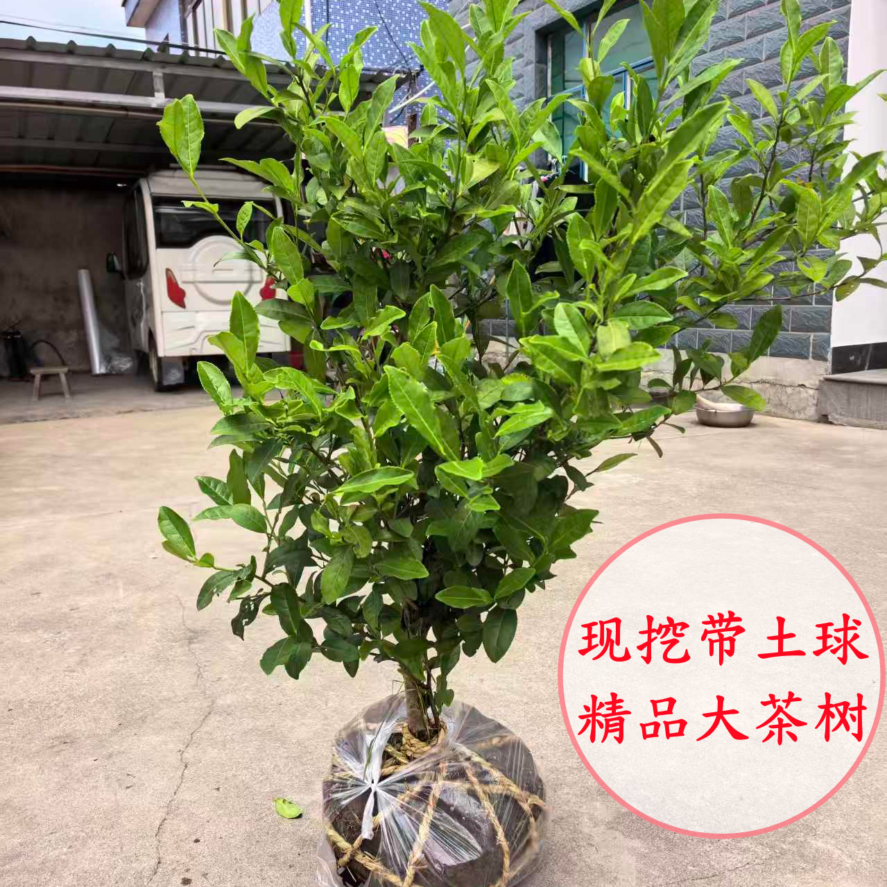 多品种龙井大茶树 铁观音安吉白茶无纺布袋苗 大红袍碧螺春茶桩