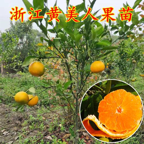 黄美人柑橘常绿晚熟好吃丰产
