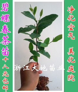 包邮 四季 自动 茶叶树苗19元 常青江南碧螺春茶树苗盆栽绿茶苗