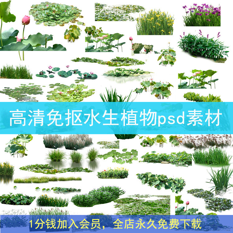 带名称园林景观菖蒲荷花水杉鸢尾芦苇高清免抠水生植物psd素材
