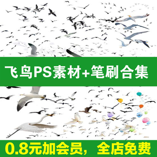 各种鸟类ps素材动物鸟群飞鸟鸽子白鹭飞行姿态效果图PSD免抠笔刷