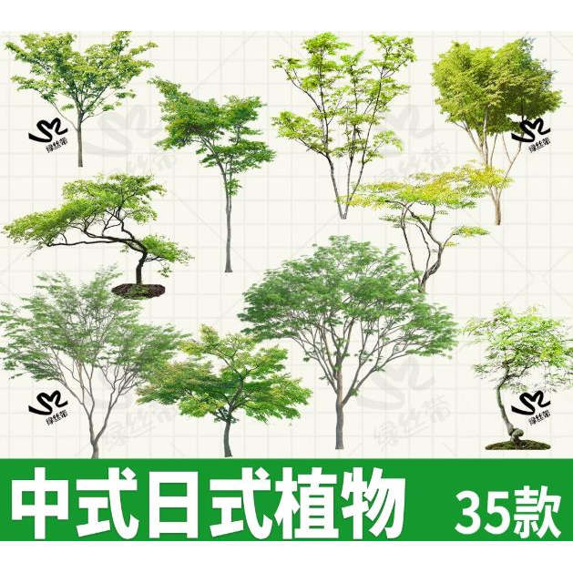 中式日式植物庭院花园乔木树png免扣图psd效果图ps素材procreate