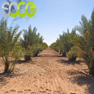 农用保水剂  聚丙烯酸钾SAP高分子吸水树脂