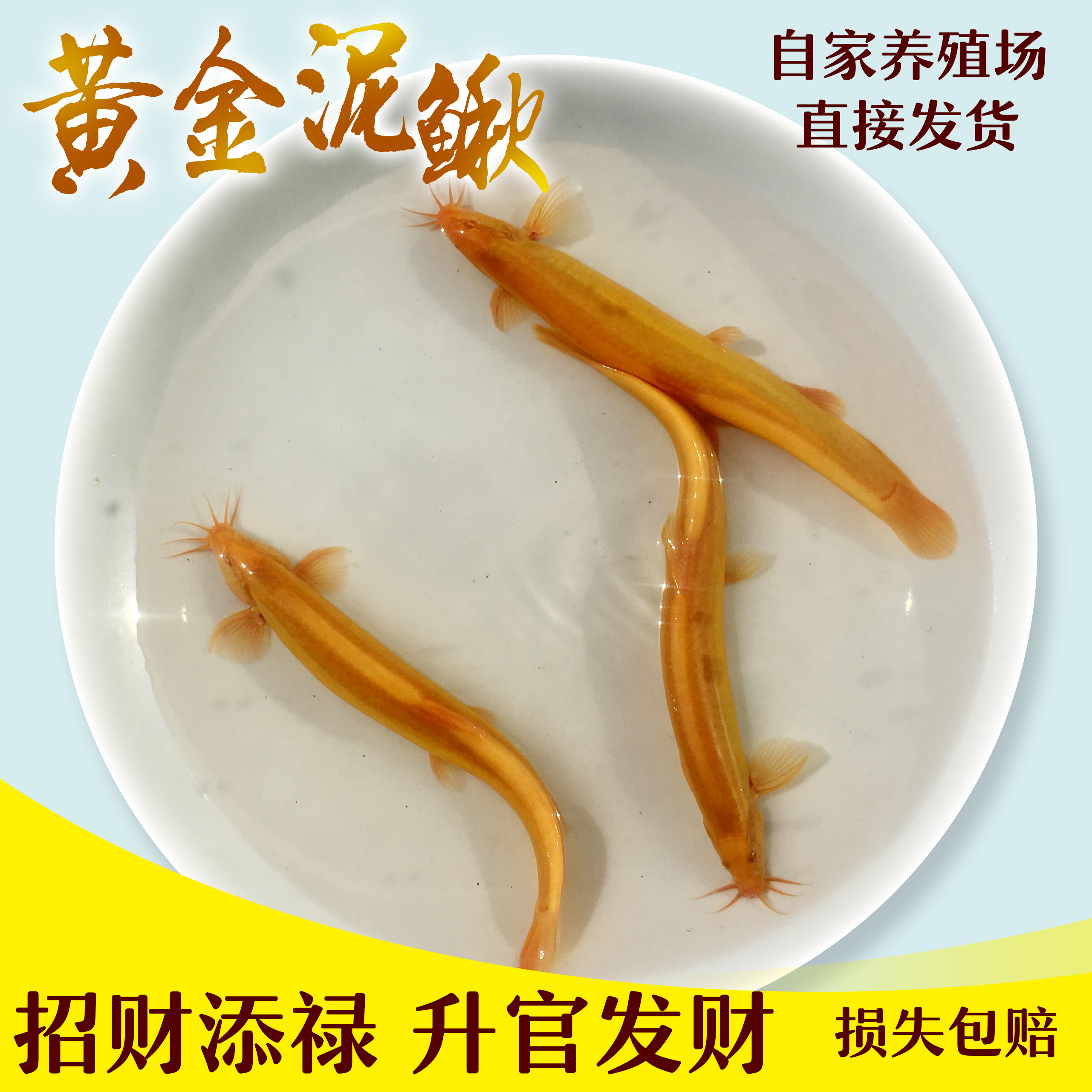 观赏鱼淡水冷水鱼招财风水鱼黄金泥鳅小金龙垃圾鱼泥鳅活体包邮