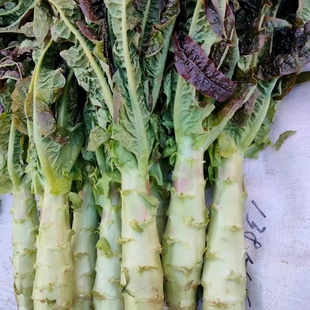 安徽安庆莴笋农家紫叶莴笋薄皮现砍现发青皮香笋当季新鲜蔬菜绿心