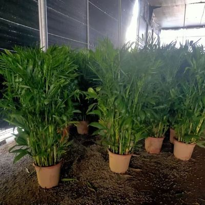 夏威夷竹子盆栽室内外客厅大型绿植盆景植物竹盆栽净化空气吸甲醇