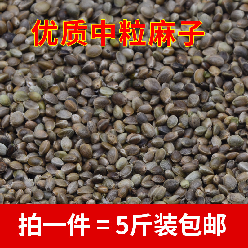 中颗粒火麻仁仓鼠松鼠粮鸽鸟食