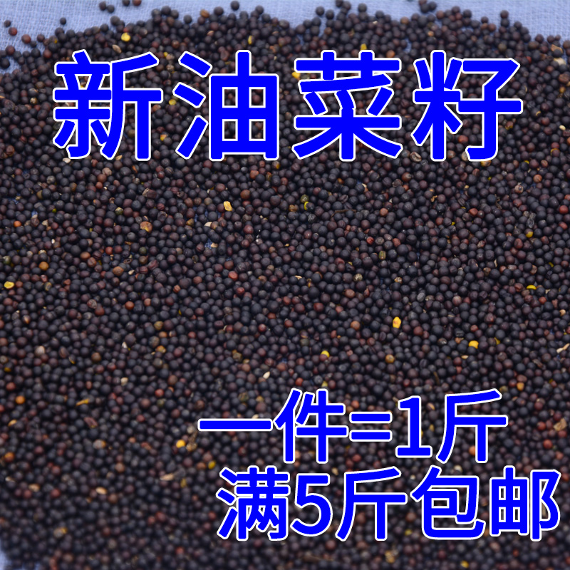优质油菜籽种子虎皮冬季养鸟五斤