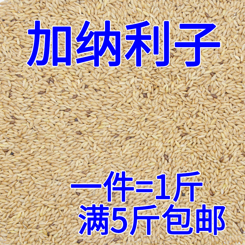 进口加纳利子/鹦鹉/粟饲料