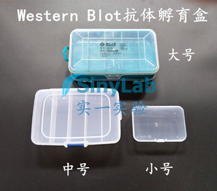 western blot抗体孵育盒 wb抗体孵育 免疫组化湿盒