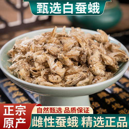 白蚕蛾中药材母蚕蛾雌蛾