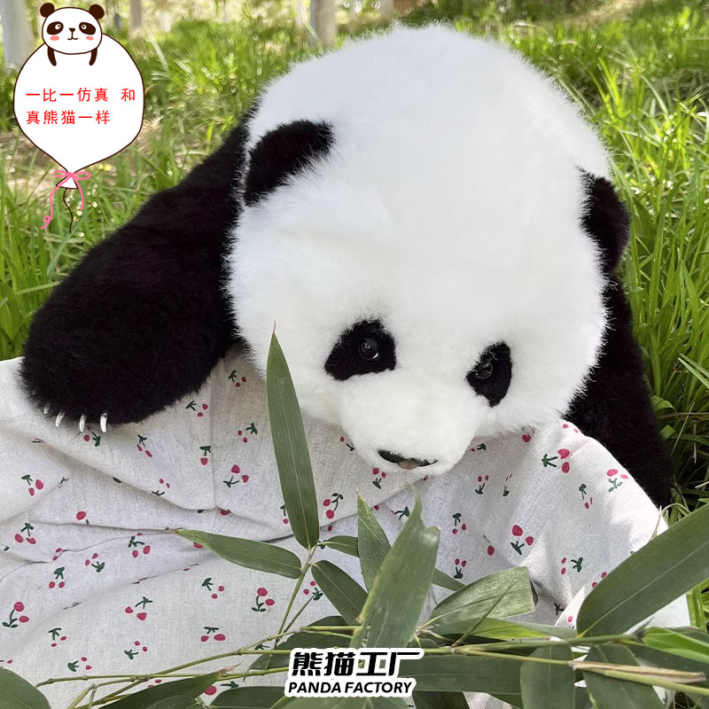 PANDA现货3月龄花花熊猫工厂