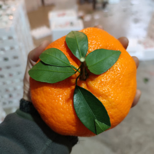 顺丰京东快递包邮柑橘新贵甘平纯甜个大比春见耙耙柑都好吃的桔子