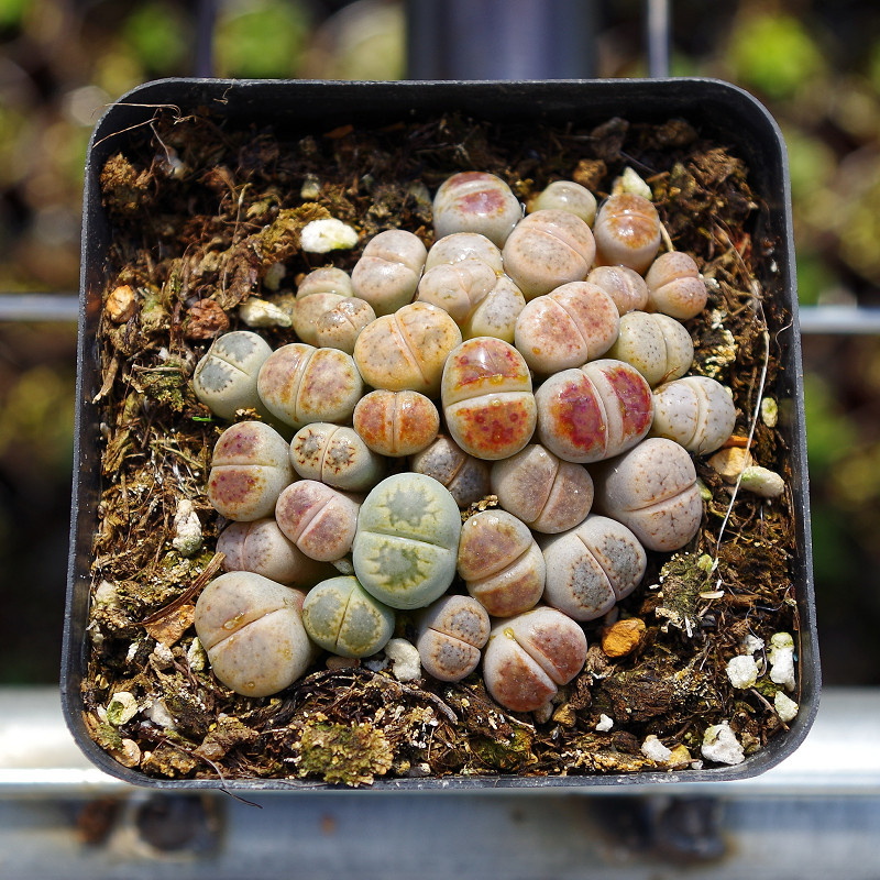 精品生石花整盆一年番杏科室内办公桌防辐射组合盆栽含盆土景观