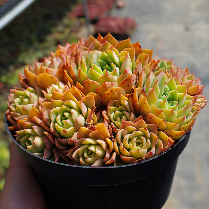 贝拉多娜超大老桩多肉植物稀有品室内窗台防辐射组合盆栽绿植花卉