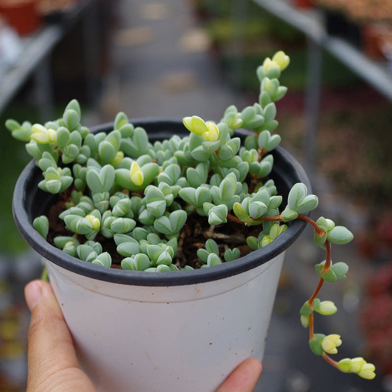 多肉植物药锦彩色碧玉莲室内防辐射绿植带盆栽好办公桌净化空气花