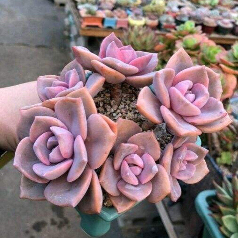 多肉植物粉色彩虹糖可爱室内阳台花稀有花防辐射绿植带盆栽好盆景