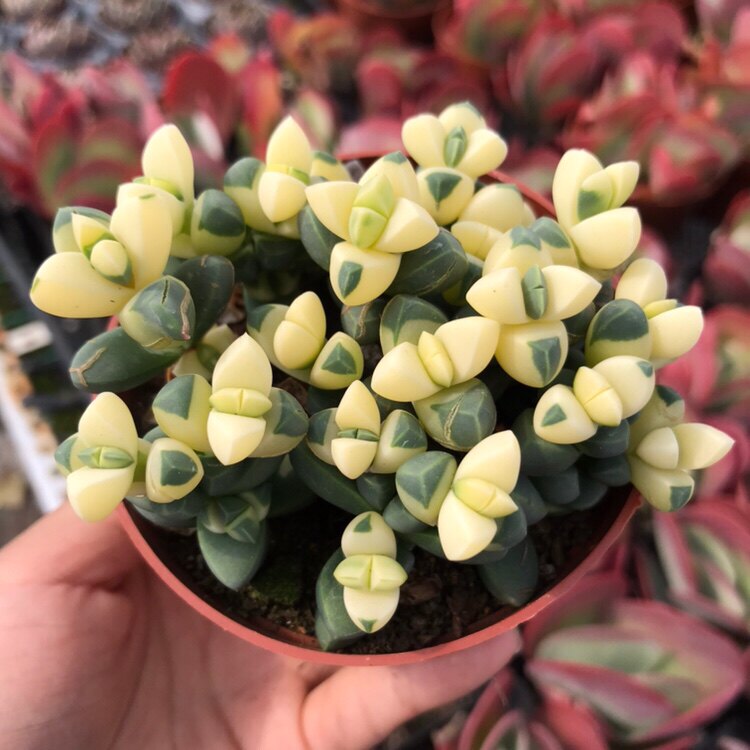 药锦多肉植物大株彩色鹿角海棠开花稀有品室内阳台花卉防辐射绿植
