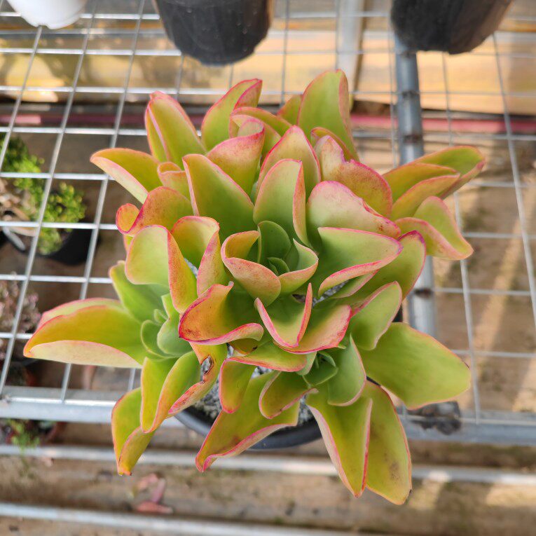 云南精品多肉大颗实拍发货柠檬卷老桩基地直发稀有室内肉带盆栽好