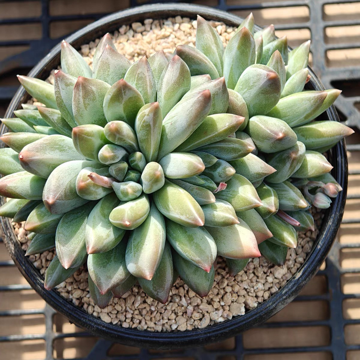 多肉植物重楼新手陨石盆栽绿植阳台办公室好养防辐射多头花卉新品图片