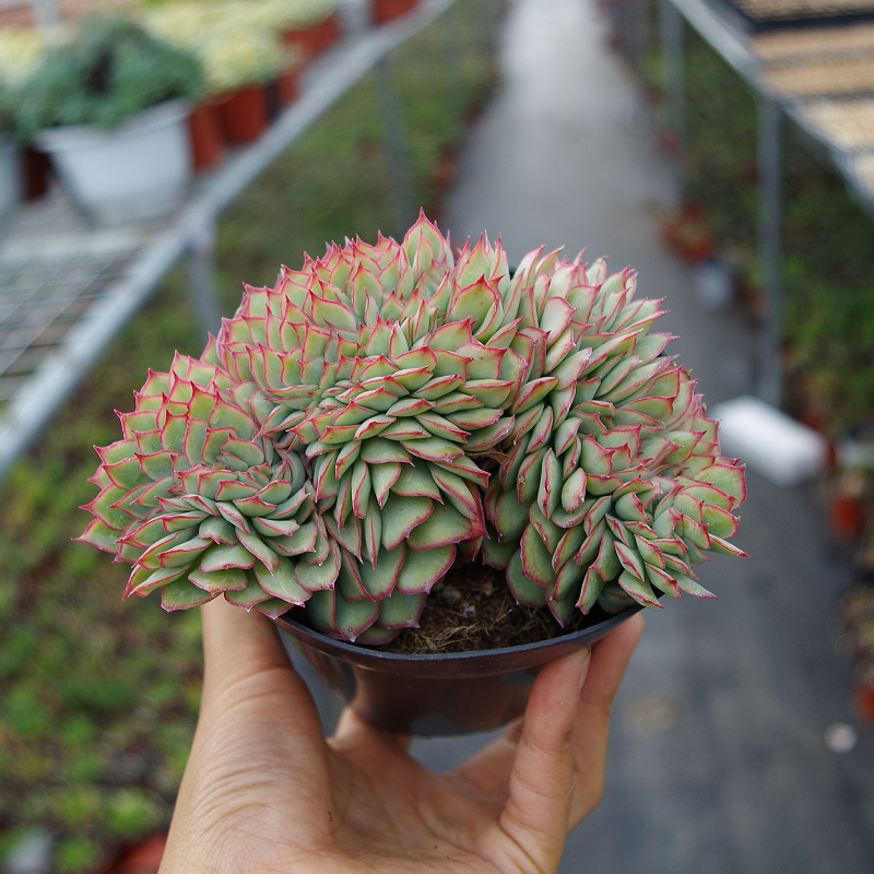 精品多肉植物月光女神缀化夏季绿植花卉室内美观净化空气带盆栽好