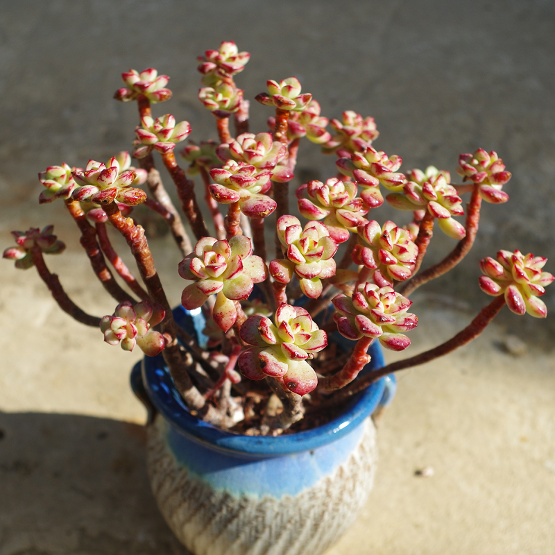 泰格探戈老桩云南大颗多肉植物稀有室内组合盆栽花卉含盆带土包邮