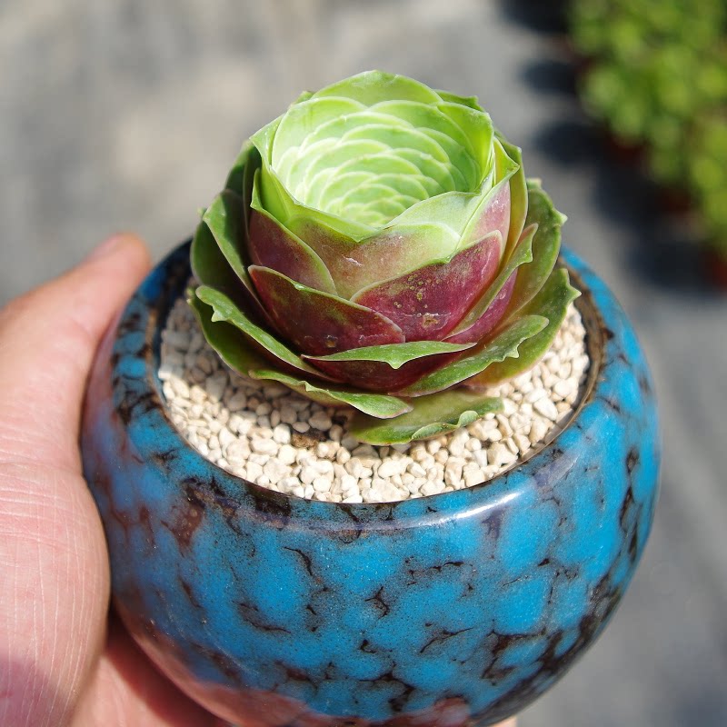 多肉植物山地玫瑰血樱粉玫瑰室内阳台花卉掌上盆栽防辐射绿植盆栽