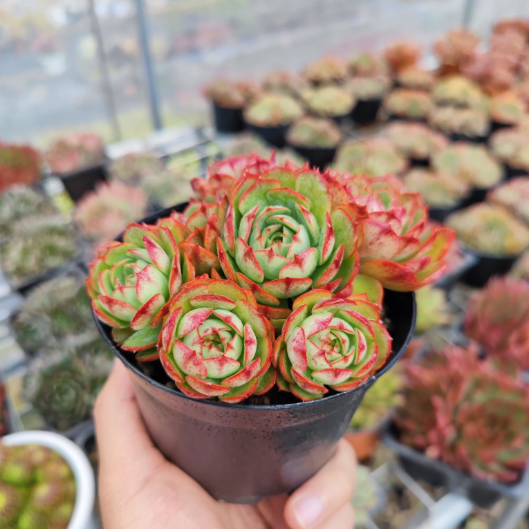 云南大颗爱火群生杂交新品多头生多肉植物进口办公室绿植带盆栽好