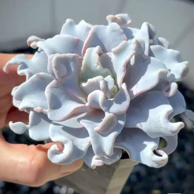 白饺子皮多肉植物新手陨石盆栽绿植阳台办公室好养防辐射多头花卉