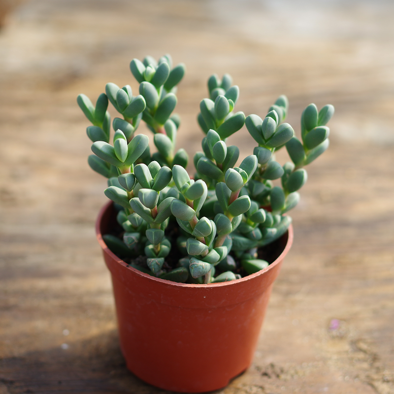 满额包邮精品多肉植物鹿角海棠开花室内阳台防辐射绿植花卉稀有肉